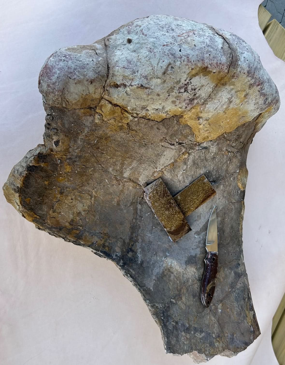 Frammento di fossile di dinosauro 20x35x20mm