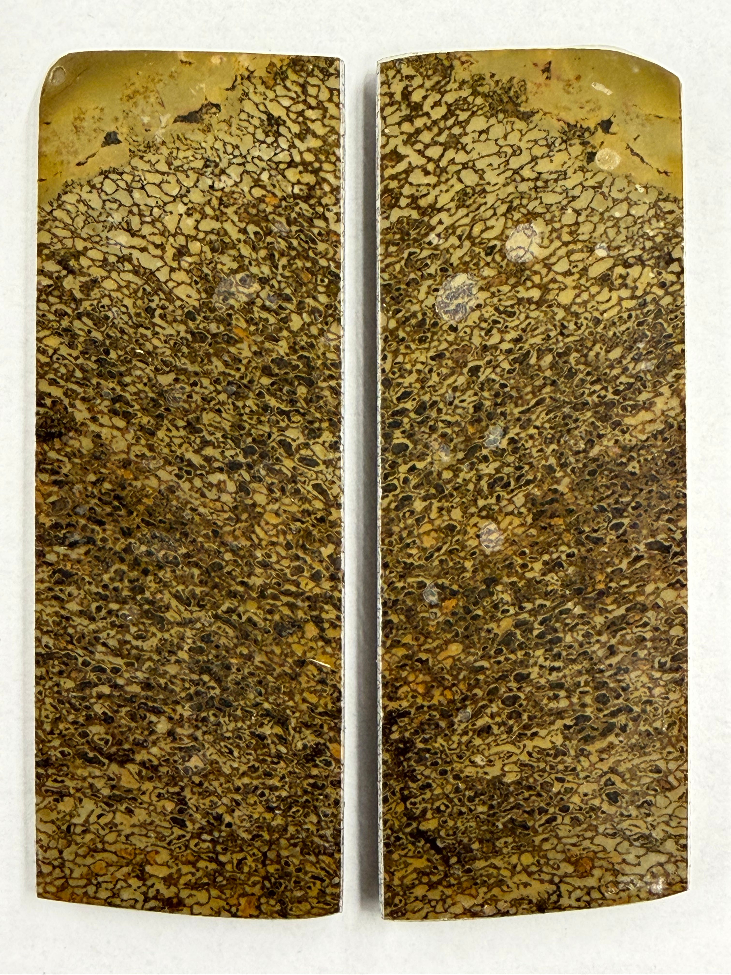 Sett di placche per fossili di dinosauro DFS-3