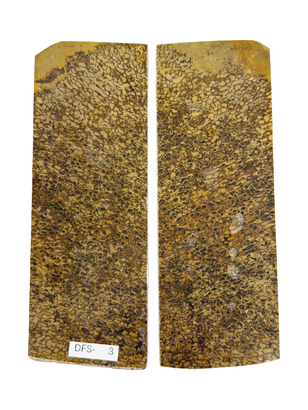 Sett di placche per fossili di dinosauro DFS-3