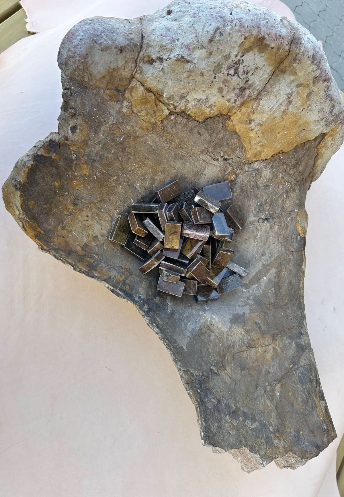 Frammento di fossile di dinosauro 20x35x20mm