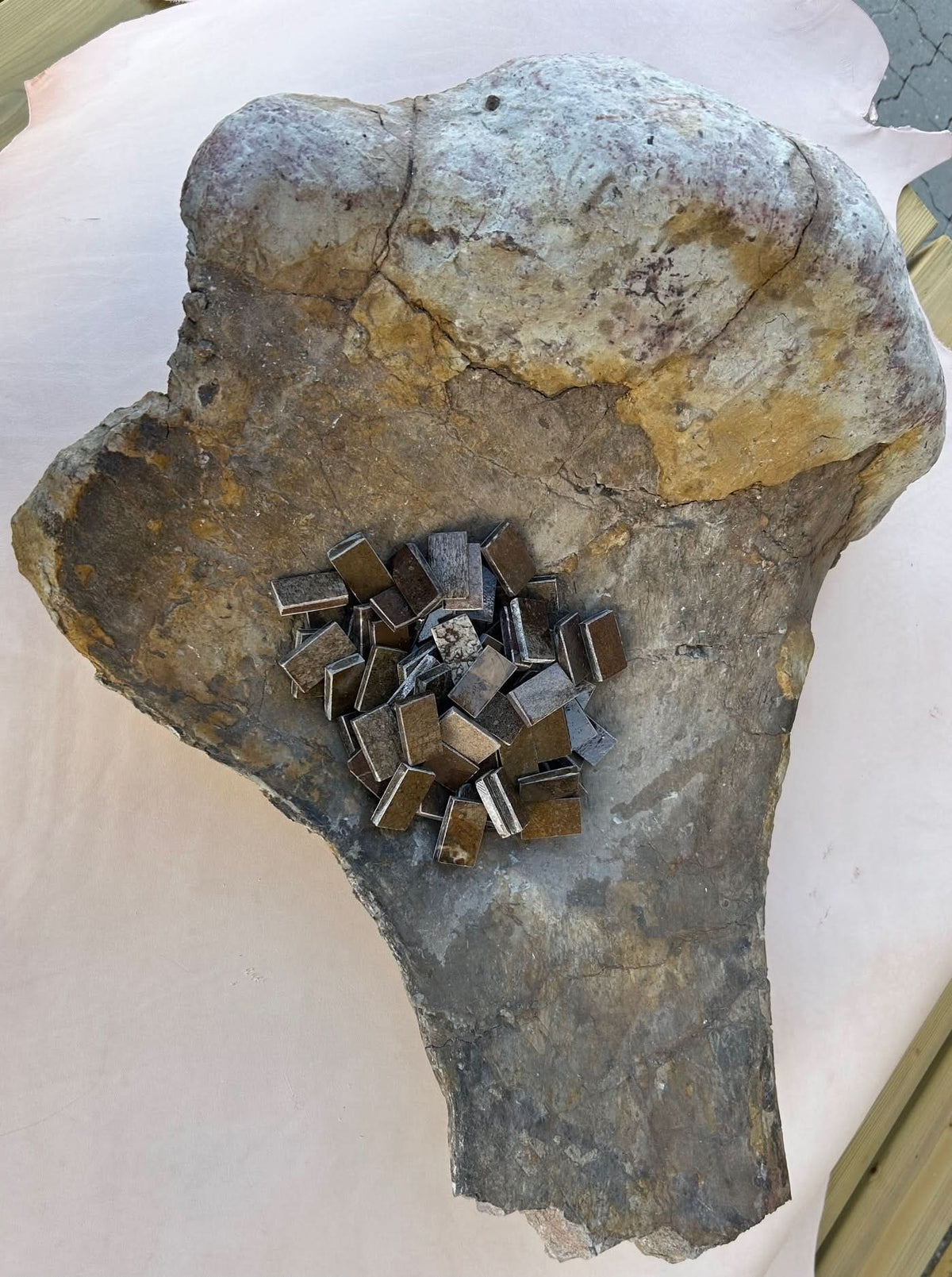 Frammento di fossile di dinosauro 20x35x20mm