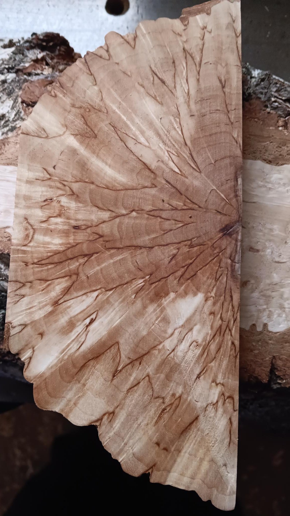 Betulla naturale (Betula pubescens), Betulla mascherata (Masur), taglio trasversale (X-cut), circa 30x40x140mm