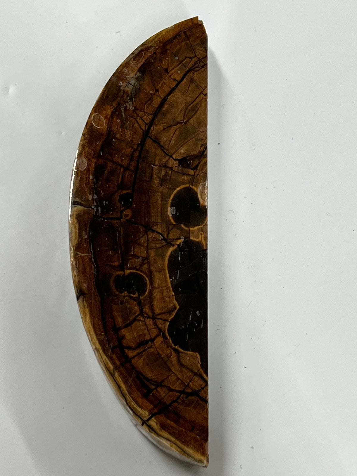 Frammento di zanna di mammut M132