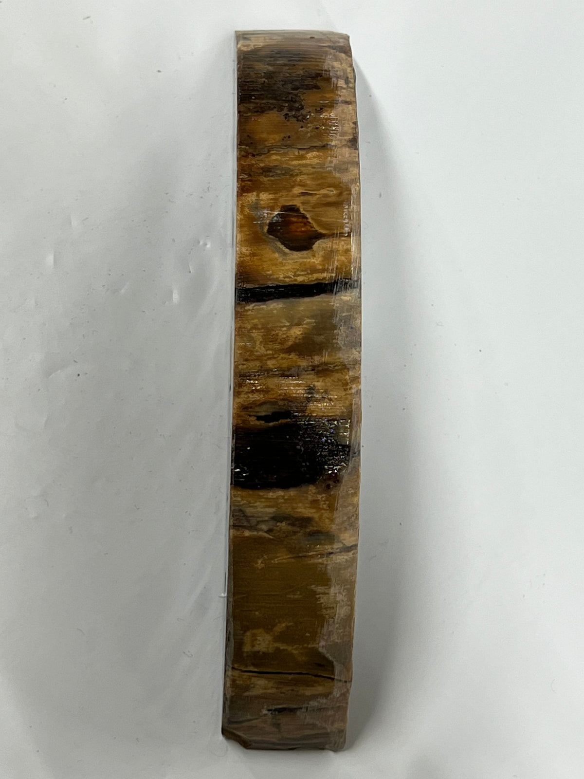 Frammento di zanna di mammut M132
