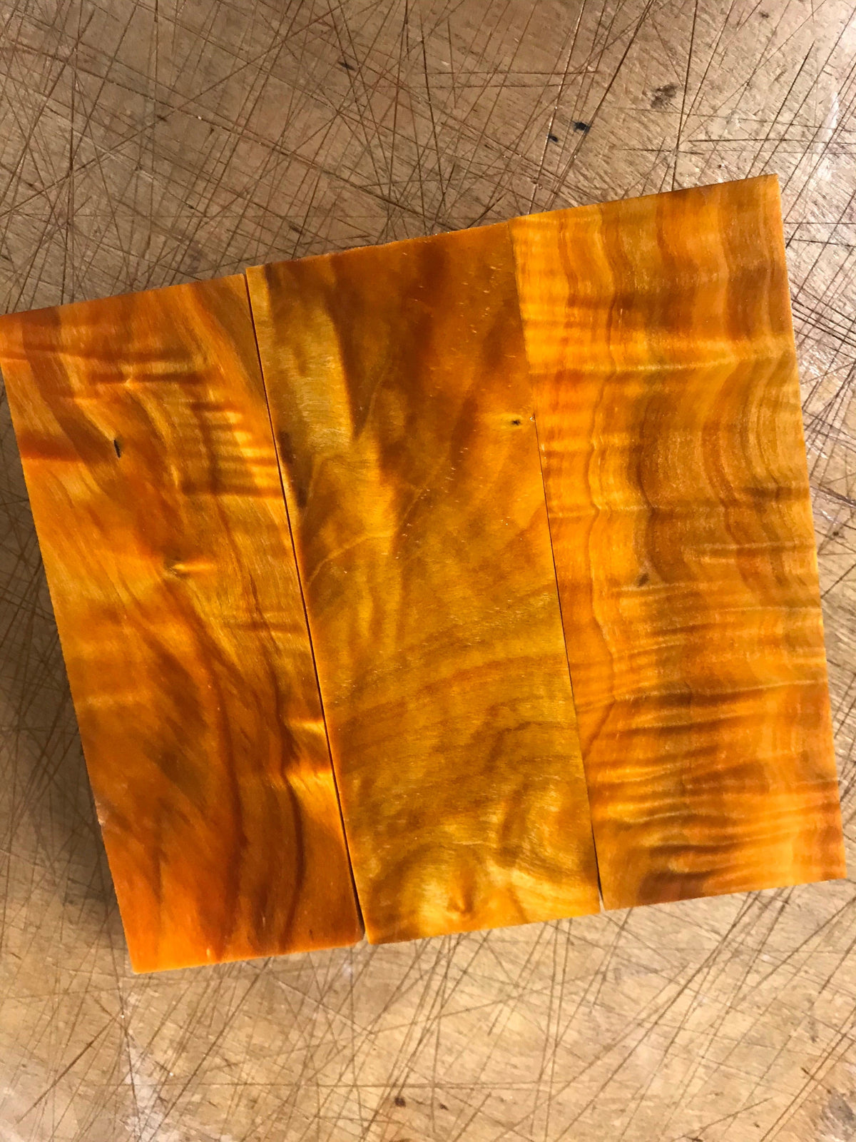 Pioppo tremulo - Arancione