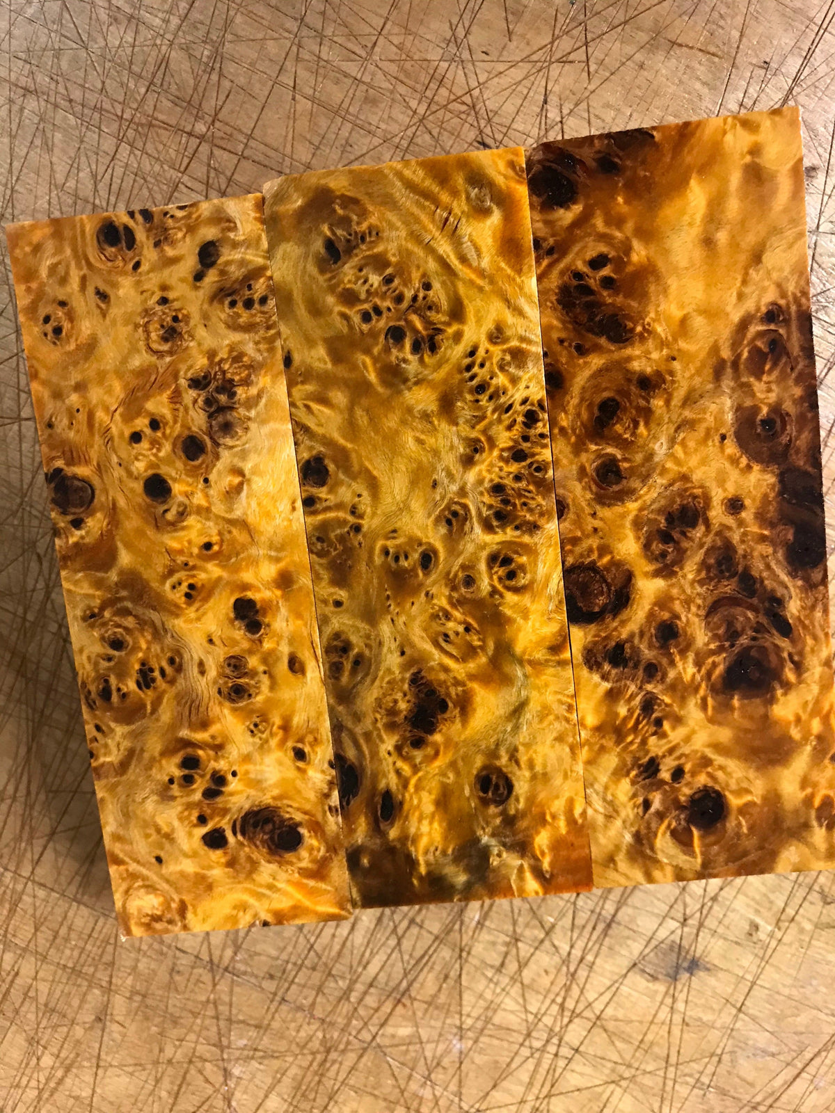 Nodo di pioppo - Arancione